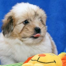 Cotons de Tulear from A Touch of Class Cotons