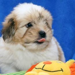 Cotons de Tulear from A Touch of Class Cotons