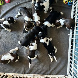 English Springer Spaniel Puppies from Sonora Hills ESS