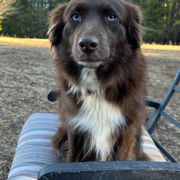 Australian Shepherds from Cold Creek Aussies