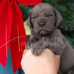 Skye - Blue female Great Dane puppy in Denison, Texas from Hundeity Great Danes