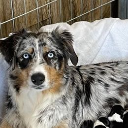Australian Shepherds and Papillons from Otto’s Australian Shepherds and Papillons