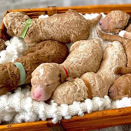 Goldendoodle and Poodle Puppies from Picture Perfect Doodles