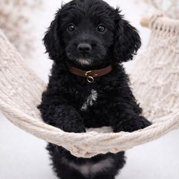Brown - Black male Goldendoodle puppy in Byron, Georgia from Southern Olive Doodles 🫒