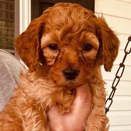 Jazz - Red  male Goldendoodle puppy in Easley, South Carolina from Pawmetto Goldendoodles