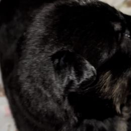 Boy 1 - German Shepherd puppy in Louisville, Kentucky from B1 Kennels