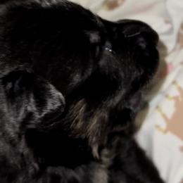 Boy 1 - German Shepherd puppy in Louisville, Kentucky from B1 Kennels