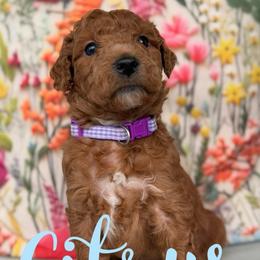 Citrus - Red  female Goldendoodle puppy in Chattanooga, Tennessee from Scenic City Doodles