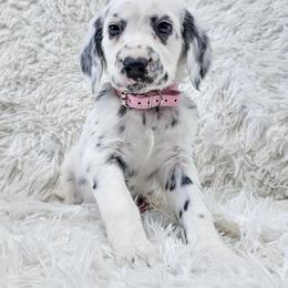 Athena- long coat - White and black female Dalmatian puppy in Gray, Georgia from Fuller Spots