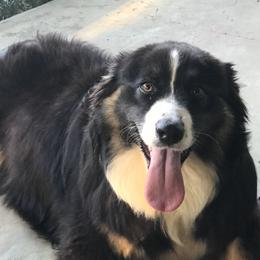Willow - Australian Shepherd
