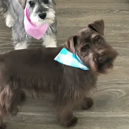 Remy - Miniature Schnauzer