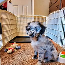 Aussiedoodle Puppies from Oatbird Ranch Aussiedoodles