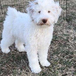 Goldendoodle All Grown Up from Scherrer Sweet Goldendoodles