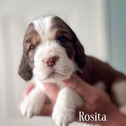 Rosita - Liver and white female English Springer Spaniel puppy in Tupalo, Mississippi from Butterfield Trail Farm