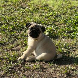 Ponchy - Fawn male Pug puppy in Ellsworth, Kansas from Rachael Kruse