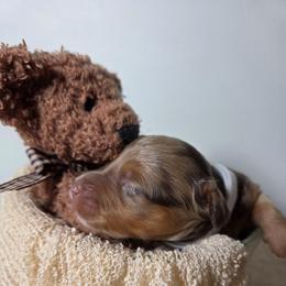 Chai - Red merle female Aussiedoodle puppy in Haleyville, Alabama from The Cuddly Dood Ranch