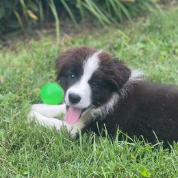 Silks - Black and white female Border Collie puppy in Olney, Illinois from Heronwood Border Collies