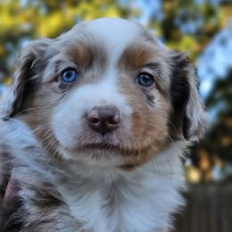 Habanero - Red merle male Miniature American Shepherd puppy in Austin, Texas from ATX Mini Aussies