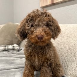 Amaya - Merle female Goldendoodle puppy in Moreno Valley, California from Rainbow SoCal Doodles