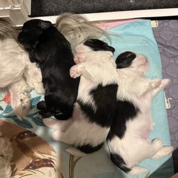 Shih Tzu Puppies from Jamie Manteufel