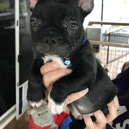 Boston Terrier, Bulldog, and French Bulldog Puppies from Tracy’s TLC Club