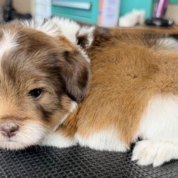 Liver tan pepper - Parti male Miniature Schnauzer puppy in Kaufman, Texas from KK’s Krazy Kennels