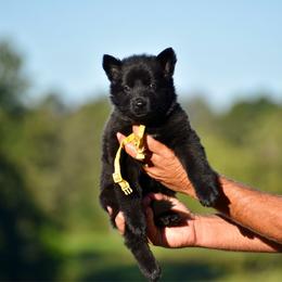 Yellow - Black female German Shepherd puppy in Cherryville, North Carolina from Masky Kennel