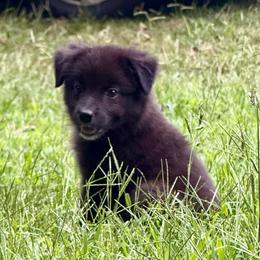 Woody - Black tri male Miniature Australian Shepherd puppy in Patterson, North Carolina from DreamLine Aussies