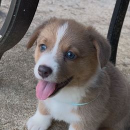 AKC Brandi - Blue Pembroke Welsh Corgi puppy in Parsons, Tennessee from Classy Country Corgis