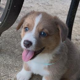 AKC Brandi - Blue Pembroke Welsh Corgi puppy in Parsons, Tennessee from Classy Country Corgis