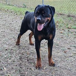 Xena - Rottweiler