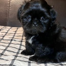 Ty - Black and white male Shih Tzu puppy in Desoto, Texas from Willow’s Wonderful Shih Tzu