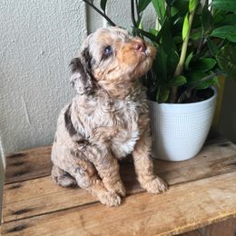 Bernedoodle and Poodle Puppies from Orange Blossom Poodles & Doodles