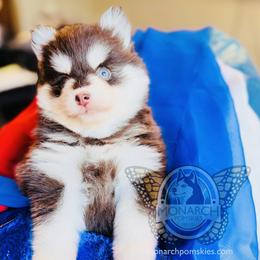 Espresso - Chocolate female Pomsky puppy in Greeley, Colorado from Monarch Pomskies | Northern Colorado