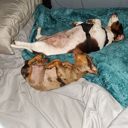 Dachshund Puppies from Blue Mist Dachshunds