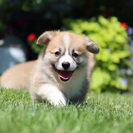 Bobbi - Red female Pembroke Welsh Corgi puppy in Pollock, Missouri from Northstar