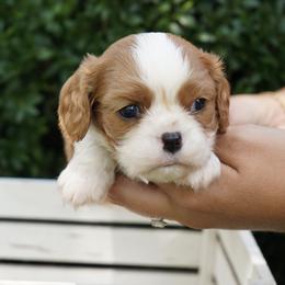 Derek - Blenheim male Cavalier King Charles Spaniel puppy in Lula, Georgia from Cavaliers by Crumley