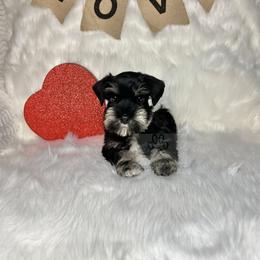 Miniature Schnauzer Puppies from Fraizer Farms