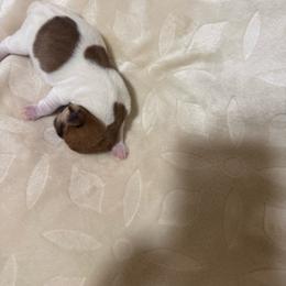 Boy with 2 dots - Brown and white male Jack Russell Terrier puppy in Greeneville, Tennessee from Wampler Jacks