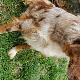 Eden - Australian Shepherd