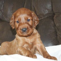 Henry the Christmas Eve Puppy - Mahogany male Irish Setter puppy in Orem, Utah from Rocky Mountain Irish Setters