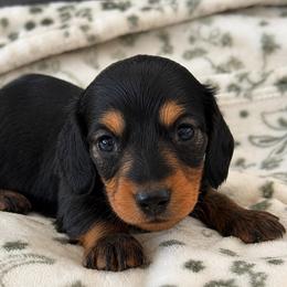 Sequoia - Black and tan male Dachshund puppy in Salem, Oregon from Longdox Mini Dachshunds