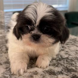 Jo - Lilac male Shih Tzu puppy in Stafford, Virginia from Bayview Pups