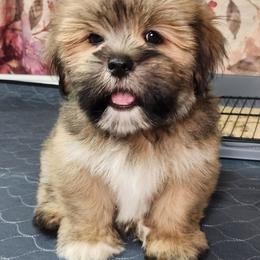 Man O' War - Brown male Lhasa Apso puppy in Jefferson, New York from Absolute Lhasa Love