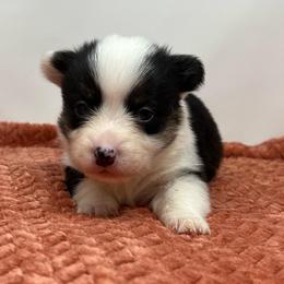 Nova - Black and tan female American Corgi puppy in Waco, Texas from The Comma Corgis