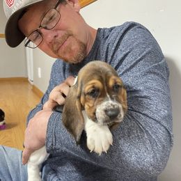 Basset Hound Puppies from Christy's Basset Hounds