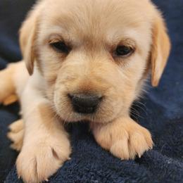 Purple - Yellow female Labrador Retriever puppy in Siloam Springs, Arkansas from Karemy Kennels (Karemy Labradors)