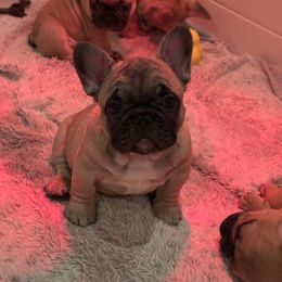 French Bulldog Puppies from Pawcific Coast Bullies
