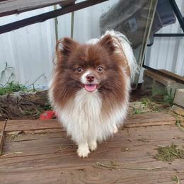 Cosmo - Pomeranian