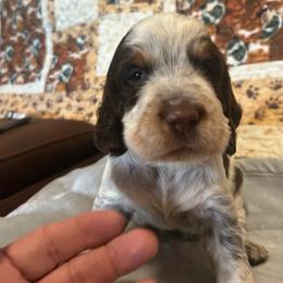 Boy 1 - Liver white and roan male English Springer Spaniel puppy in Tabor City, North Carolina from Big Bay Kennels LLC